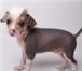 Продам щенка китайской хохлатой собачки, Один очаровательный ма 64902  фото в Тюмени