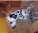 Изображение в Домашние животные Вязка собак возраст год и три месяца (не развязан) в Новокузнецке 10