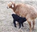 Фотография в Домашние животные Другие животные продам или обменяю породистых овец,матки в Омске 1 000