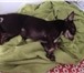 Фотография в Домашние животные Вязка собак Мальчик шоколадного цвета,умный,покладистый,не в Санкт-Петербурге 4 000