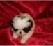 Японского Хина щенки, 2 месяца и подрощенные, бело-черного и бело-рыжего окраса, для души и д 67126  фото в Москве