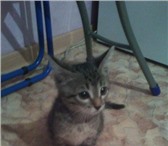 Изображение в Домашние животные Отдам даром котенок пузырек)ищет самые добрые,любящие в Красноярске 0