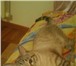 Изображение в Домашние животные Вязка Тайский кот окраса сил тебби-пойнт ищет кошечку, в Благовещенске 0