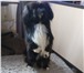 Фото в Домашние животные Вязка собак Очаровательный мальчик чип (окрас-черно белый), в Саратове 1 000