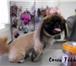Фото в Домашние животные Стрижка собак Наш салон предоставляет весь спектр услуг в Перми 0