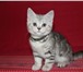 Шикарные котята 2544584 Британская короткошерстная фото в Санкт-Петербурге