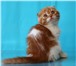Продаются котята 417510 Скоттиш фолд фото в Москве