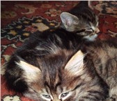 Фото в Домашние животные Отдам даром Пушистые котята в добрые руки в Оренбурге 0