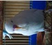 Фотография в Домашние животные Птички Продаются выставочные волнистые попугаи от в Таганроге 5 000