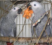 Фото в Домашние животные Птички Продам птенцов выкормышей краснохвостого в Москве 1