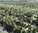 Изображение в Домашние животные Растения Роза.О красивейшем на земле из цветков, можно в Ставрополе 95