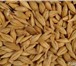 Изображение в Домашние животные Товары для животных Всегда в наличии:Пшеница дробленая 40 кгПшеница в Новосибирске 0