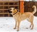 Foto в Домашние животные Выставки собак Продаю щенков турецкого кангала (анатолийская в Апрелевка 60 000