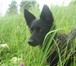 Фотография в Домашние животные Вязка собак Ищем кобеля для вязки, не крупного!Вязка в Томске 100