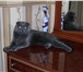 Foto в Домашние животные Вязка Опытный шотландский вислоухий кот ищет невесту в Улан-Удэ 0
