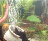 Фото в Домашние животные Рыбки Продам улиток ампулярий, Альбиносы, крупные( в Пензе 50