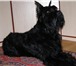 Фотография в Домашние животные Вязка собак Здоровый, умный, добрый кобель на вязку! в Тихорецк 3 000