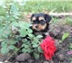 Продаются забавные и игривые щенки йорка