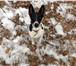 Фотография в Домашние животные Потерянные пропала собака фокс терьер.черно белый. в в Калуге 100