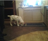 Foto в Домашние животные Вязка собак молодой кобель два года, окрас бел-пал, отец в Саратове 0