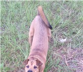 Foto в Домашние животные Вязка собак Метис благородных кровей Шарпея ищет метиску в Чите 1