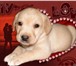 Продам щенка породы Лабрадор Беленькая Принцесса за 40 000 руб, в Екатеринбурге: Продам щенка пор 66362  фото в Екатеринбурге