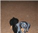 Фотография в Домашние животные Вязка собак Кобель таксы, пять лет, гладкошерстный, с в Магнитогорске 0