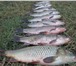 Фотография в Хобби и увлечения Рыбалка Рыболовная база в Астрахани «Булгарский дворик» в Краснодаре 1 500