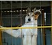 Foto в Домашние животные Вязка собак Представляем для вязки отличного кабеля породы в Краснодаре 5 000