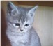 Продам котят 3523438 Скоттиш страйт фото в Москве