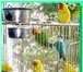 Фотография в Домашние животные Птички Канарейку купить,  продам (самцы) певчие, в Москве 0