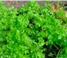 Foto в Прочее,  разное Разное Продажа зелени . Наш ассортимент содержит в Курске 90
