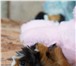 Фотография в Домашние животные Грызуны возьмите морских свинок они очень маленькие в Рязани 1 000
