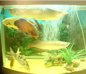 Изображение в Домашние животные Рыбки Арованна (длина 50 см) серебристая,  ручная в Магнитогорске 0