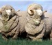 Изображение в Прочее,  разное Разное Продаем овчинные шкуры крашенные, неокрашенные, в Москве 8
