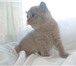 Foto в Домашние животные Другие животные Продаются Шотландские котята лилового окраса, в Пушкино 0