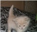 Фото в Домашние животные Отдам даром Пушистый котенок персикового цвета (мальчик) в Тамбове 5