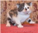Шикарные британские и шотландские вислоухие котята 226561  фото в Костроме