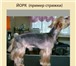 Изображение в Домашние животные Услуги для животных Стрижка собакКомплекс для мелких пород собак в Москве 0