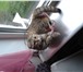 Фотография в Домашние животные Услуги для животных Шотландская вислоухая девочка ищет партнера в Екатеринбурге 0