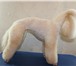 Фотография в Домашние животные Услуги для животных - Стрижка собак (модельная, креативная, гигиеническая, в Саров 800