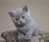 Британские котят,  милые,  пушистые спешите! 173430  фото в Краснокаменск