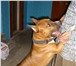 Изображение в Домашние животные Вязка собак кобель американского стаффордширского терьера в Магнитогорске 0