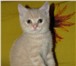 Алиментный котенок! Предлагается котик скоттиш-страйт (прямые ушки), Нежный красавчик, кремовый с 69077  фото в Санкт-Петербурге