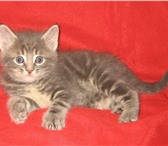 Продаю котят мейн кун,  очень ласковые и умные 145080  фото в Москве