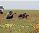 Фотография в Отдых и путешествия Туры, путевки Цветение тюльпанов в степи очень красивое, в Армавире 1 990