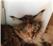 Фото в Домашние животные Вязка самку, мейн-кун, два года,все документы, в Самаре 1 000