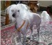 Foto в Домашние животные Вязка собак Предлагаю для вязки кобеля китайской хохлатой в Москве 3 000