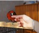 Фото в Домашние животные Птички Продаю пенантовую розелу, рук не боится, в Красноярске 6 000