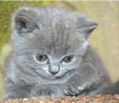 Продам шотландских котят 1228328 Другая порода фото в Владимире